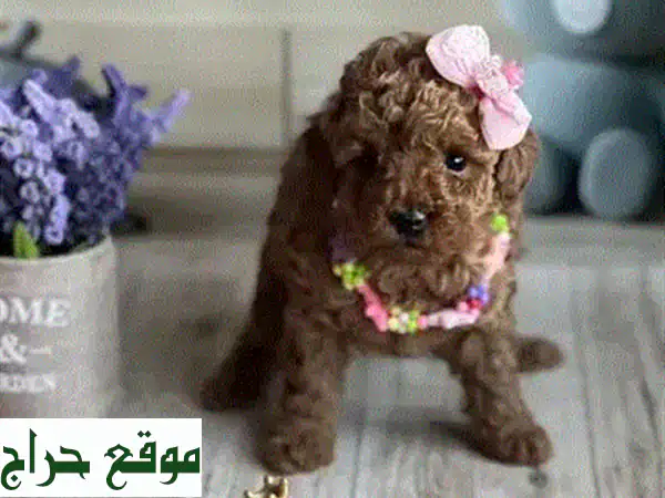 جرو تشاو تشاو مستورد عالي الجودة - رفيقك الجديد ينتظرك!