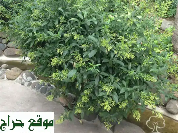 تصميم وتنفيذ حدائق أحلامك: ملاعب صناعية...