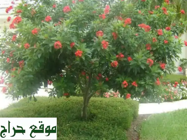 تصميم وتنفيذ حدائق أحلامك: ملاعب صناعية وطبيعية، نجيل، نخيل، وشتلات عطرية