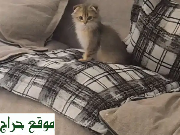 قط سكوتش فولد لونق هير فاخر - ذهبي أسود - جاهز لمنزل دافئ!
