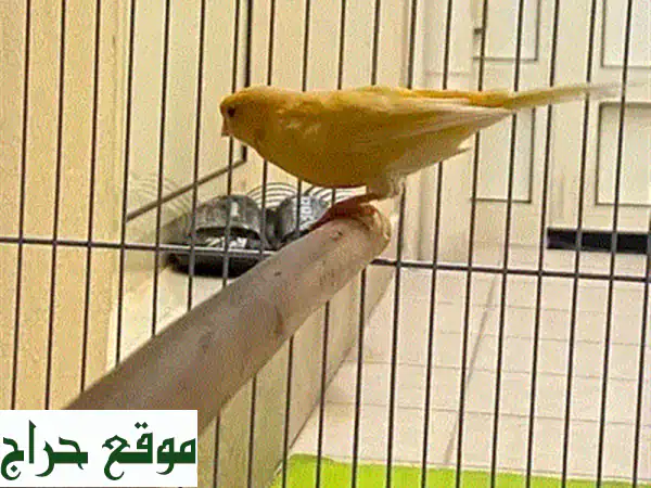 بلبل غزال للبيع - 15 دينار فقط!  (فرصة مميزة)