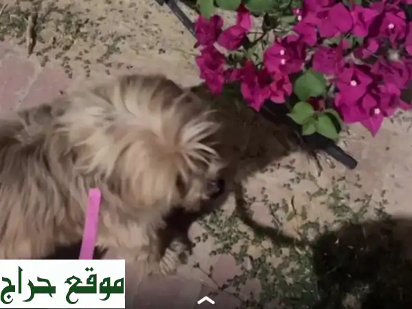 كلبة مالتيز رائعة لعوبة تبحث عن بيت جديد في العين! ✨