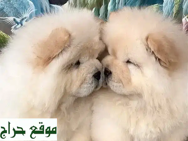 جرو تشاو تشاو مستورد عالي الجودة - رفيقك الجديد ينتظرك!