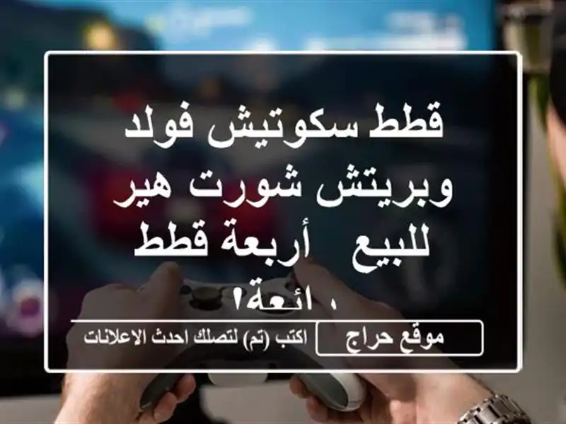 قطط سكوتيش فولد وبريتش شورت هير للبيع - أربعة قطط رائعة!