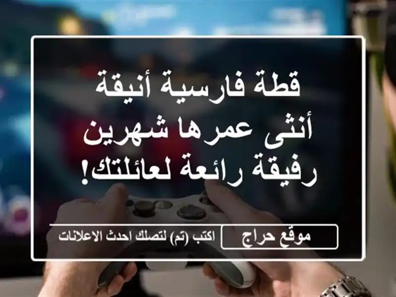 قطة فارسية أنيقة - أنثى عمرها شهرين - رفيقة...