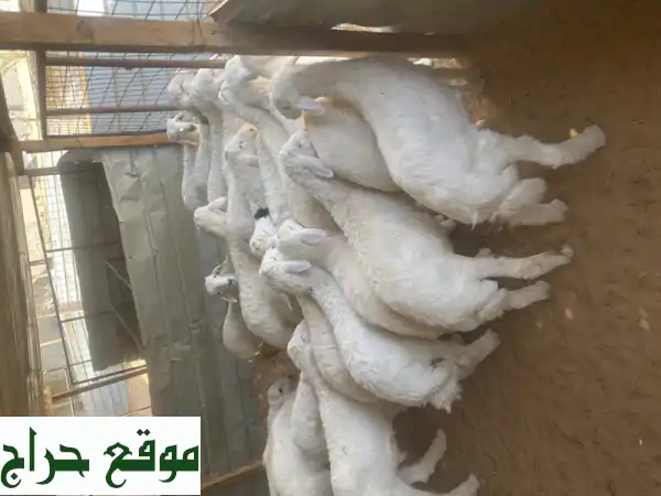 أشهى ذبائح برية طازجة: مناسباتك وأعيادك طعم لا يُنسى!