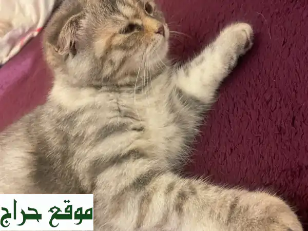قطة سكوتش فولد × بريتش شورت هير جميلة ولعوبة تبحث...