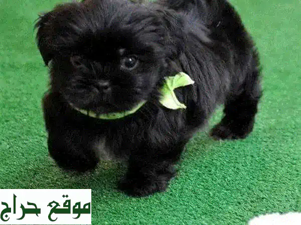جرو بلاكي: رفيقك الوفي ينتظرك! 🐶  (كلاب للبيع -...