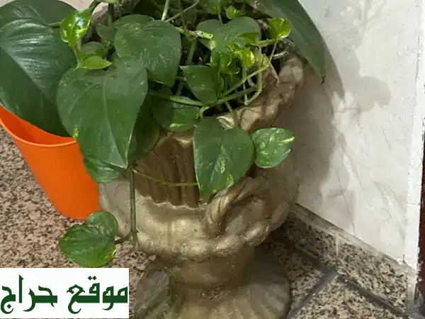 زرّاعات أنيقة مع أحواضها: جمالٌ يُزهّر منزلك!