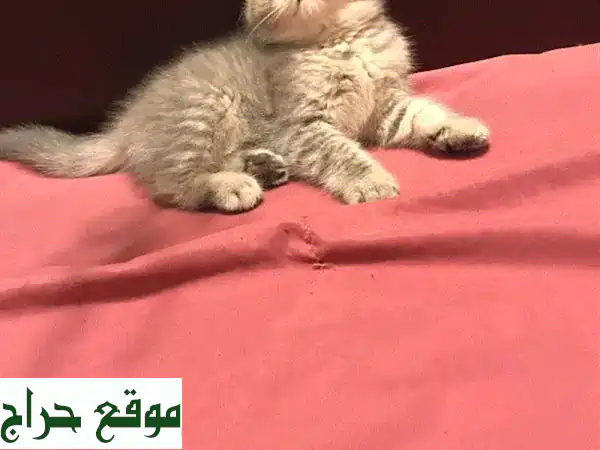 قطط بريطانية أصيلة (بريتش شورت هير) للبيع - قطط صغيرة رائعة!