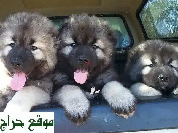 جرو كلب الراعي القوقازي -  حارس أمين وعائلته محبب!