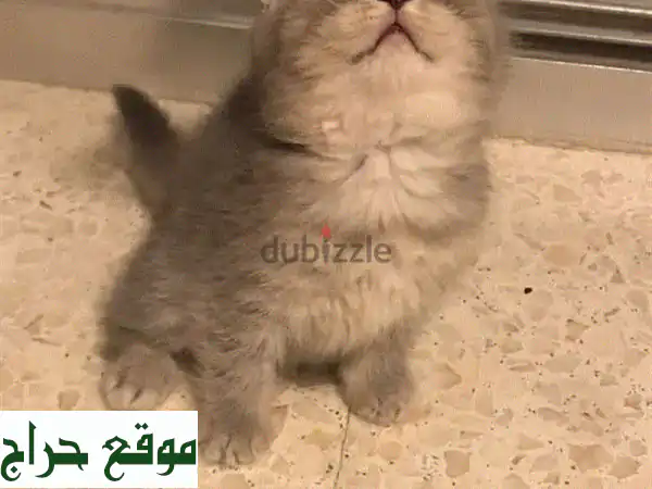 قطط بريطانية أصيلة (بريتش شورت هير) للبيع - قطط...