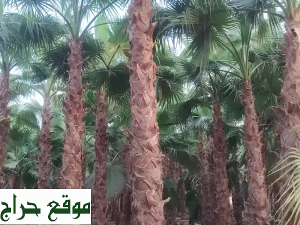 أفضل نخل وشنطني في الرياض - جميع المقاسات! توصيل للمملكة 🇸🇦