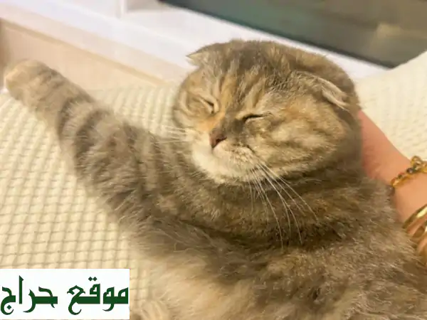 قطة سكوتش فولد × بريتش شورت هير جميلة ولعوبة تبحث عن بيت دافئ في أبوظبي!