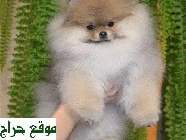 جرو كلب الراعي القوقازي -  حارس أمين وعائلته محبب!