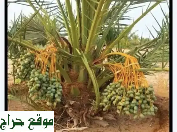 حصاد ذهبي! 17,000 نخلة خلاص فاخرة للبيع - محصول غني...