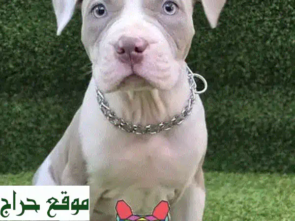 جرو امريكان بولي كلاسيك - رفيق مخلص وعائلي رائع!