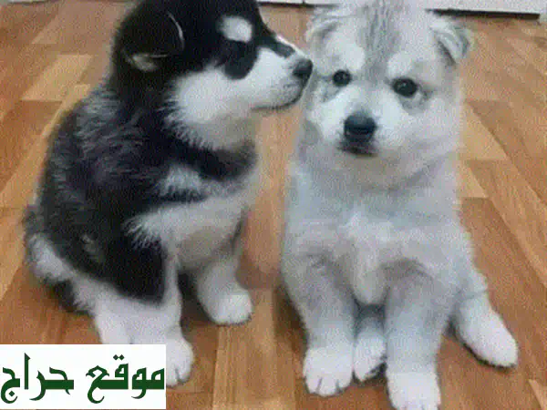كلب بيجل صغير... رفيقك الجديد ينتظرك!