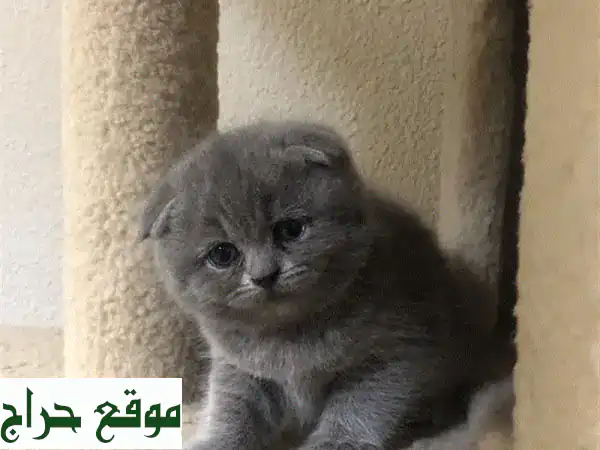 قطط سكوتيش فولد وبريتيش فولد رائعة للبيع - أسعار مميزة!