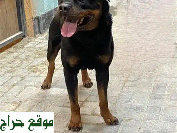 روت وايلر قوي وصحته ممتازة - للبيع!