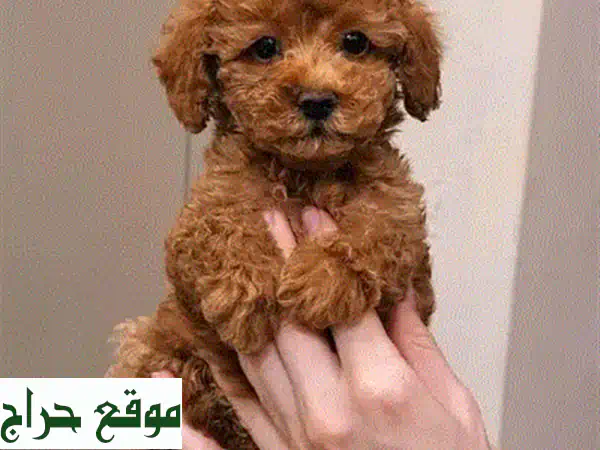 جرو امريكان بولي كلاسيك - رفيق مخلص وعائلي رائع!