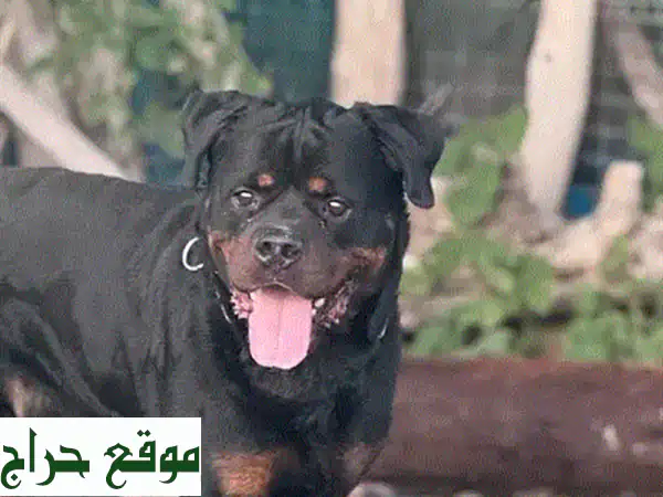 روت وايلر قوي وصحته ممتازة - للبيع!