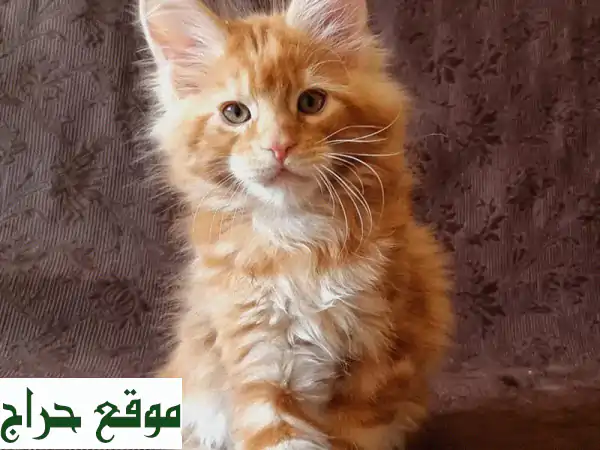 قطط مين كون أنثى حمراء جميلة - عمر شهرين فقط!