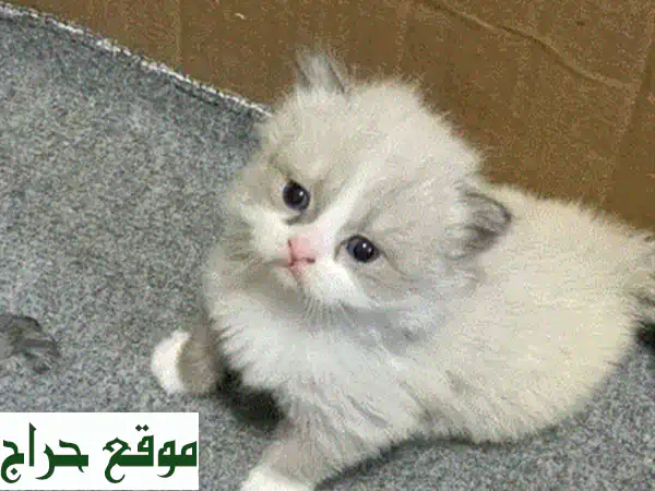 قطط سكوتيش فولد وبريتيش فولد رائعة للبيع - أسعار مميزة!