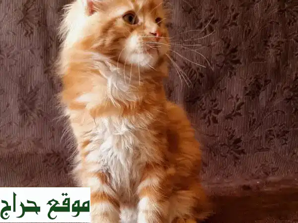 قطط مين كون أنثى حمراء جميلة - عمر شهرين فقط!
