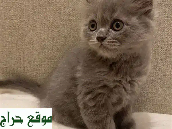 قطط بريتش لونغ هير للبيع - جمال ملكي في انتظارك!
