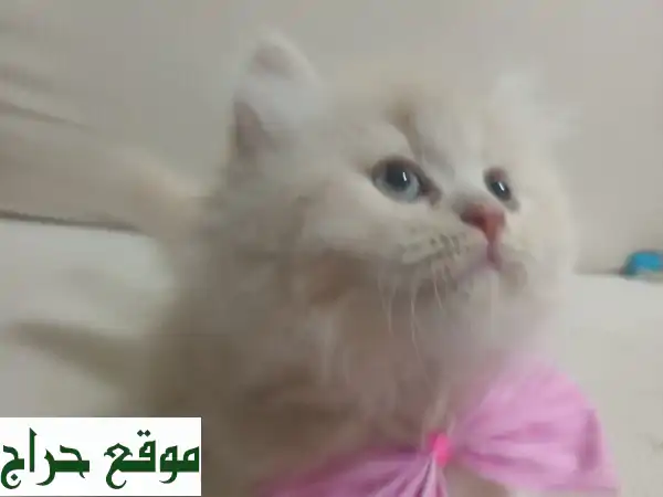 قط شيرازي (بيرش لونغ هير) - رفيقك الصغير اللطيف ينتظرك في عجمان!