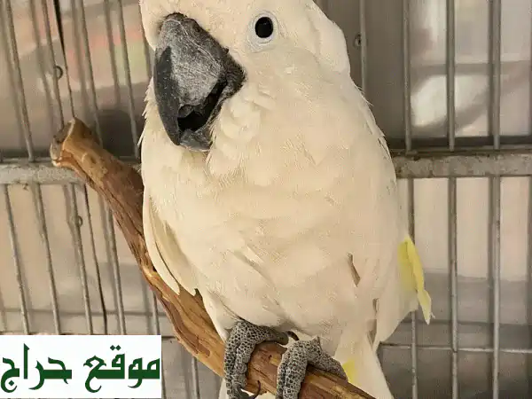 ببغاوات كاكادو مظلة للبيع - رفقاء رائعين ينتظرونك!