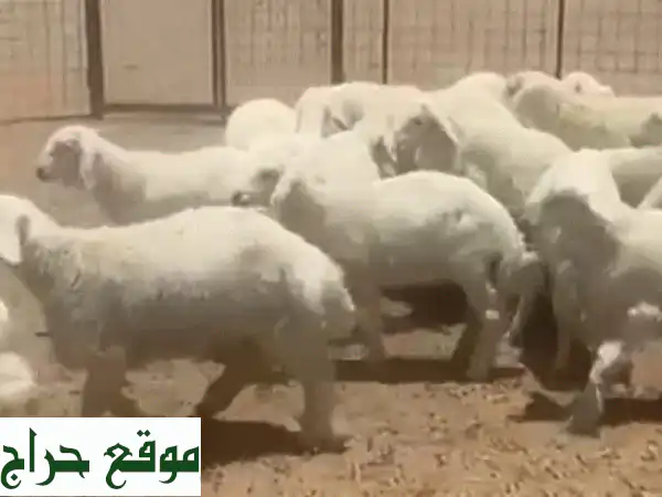 32 طليعة صحية للبيع - فرصة مميزة في المدينة المنورة!
