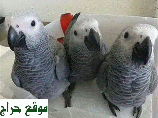 ببغاوات كاكادو مظلة للبيع - رفقاء رائعين ينتظرونك!