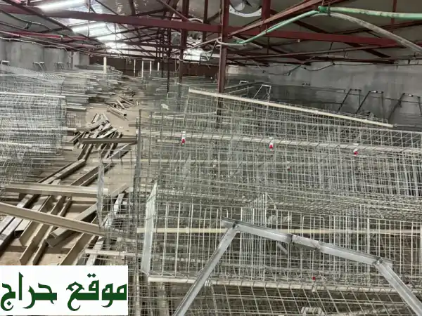 بطاريات فراخ هرم زيرو (19,000 - 20,000 قطعة) جاهزة للإنتاج! - قطع غيار، علف آلي، ومياه أوتوماتيكية