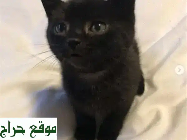 قطط بريتش لونغ هير للبيع - جمال ملكي في انتظارك!