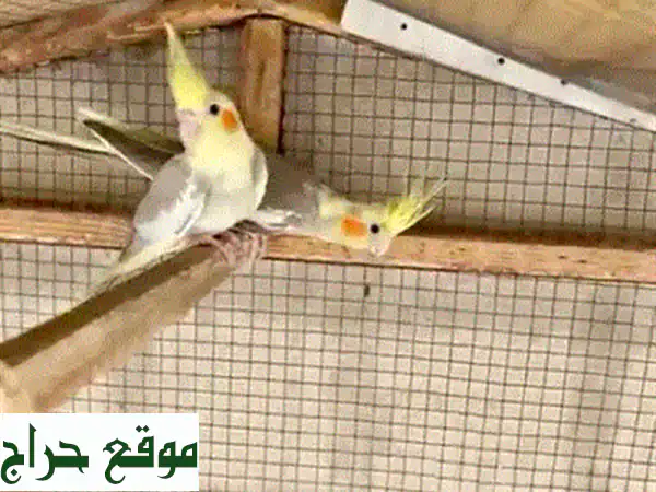بلبول بحريني أصيل للبيع - غرد مع صديقك الجديد!