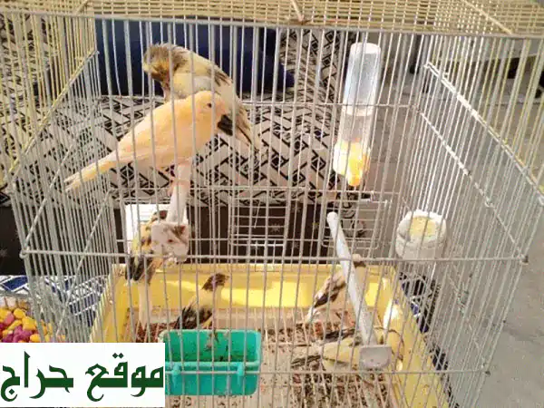 فرخ حمام كناري غزال - 15 دولار فقط!