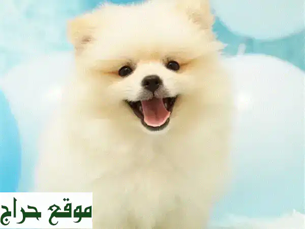 آخر ذكر من كلب بوميرانيان سبِيتز - صغير الحجم وذو...