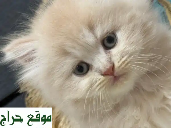 قط شيرازي (بيرش لونغ هير) - رفيقك الصغير اللطيف...