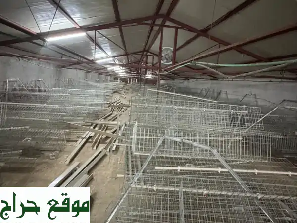 بطاريات فراخ هرم زيرو (19,000 - 20,000 قطعة) جاهزة للإنتاج!...
