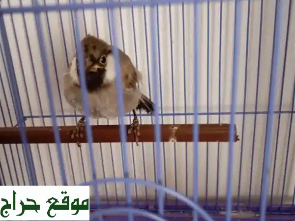 بلبول بحريني أصيل للبيع - غرد مع صديقك الجديد!