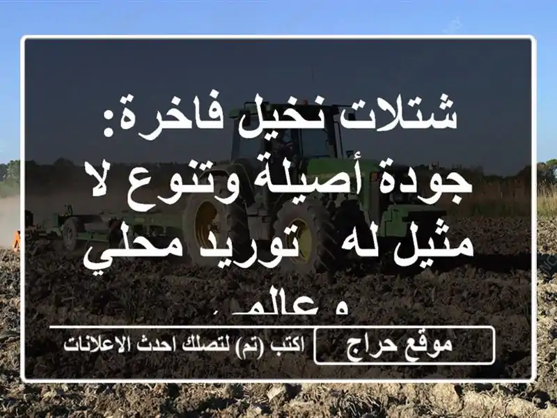 شتلات نخيل فاخرة: جودة أصيلة وتنوع لا مثيل له -...