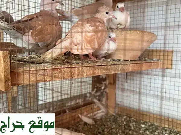 فرصة ذهبية! زوج حمام ياكريم مع 4 فراخ - منتجين ممتازين!