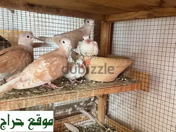فرصة ذهبية! زوج حمام ياكريم مع 4 فراخ - منتجين ممتازين!