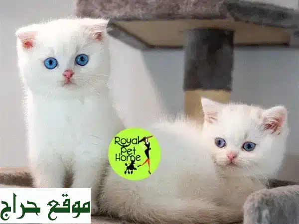 قطة بريطانية بيضاء ذات عيون زرقاء -  جمالٌ ساحر ينتظرك!