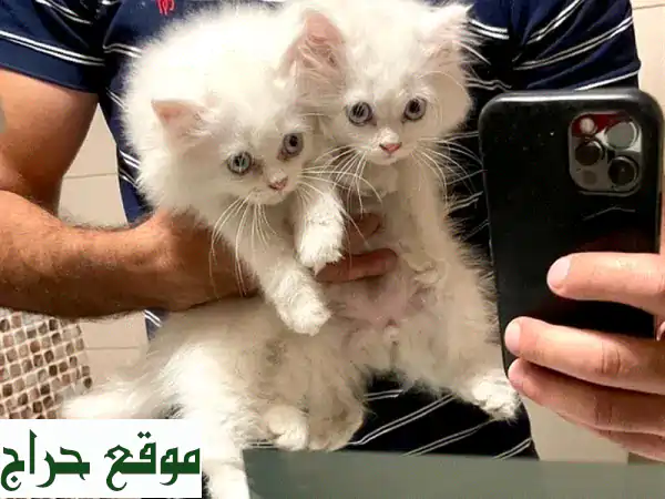 قطط فارسية هيمالايا رائعة: فرو أبيض ناصع وعيون زرقاء ساحرة!