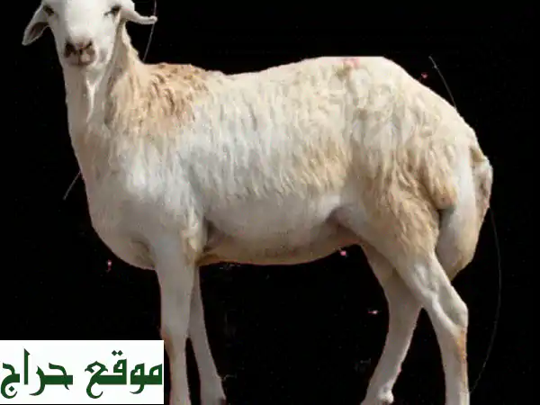 أغنام حية عالية الجودة من جيبوتي والصومال...