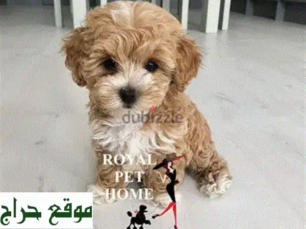 جلباب صغير من بوميرانين أصيل مستورد - رفيقك الجديد ينتظرك!
