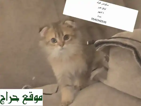 قطة سكوتش فولد شعر طويل ذهبية نادرة - فرصة ذهبية!